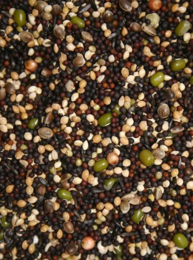 Semi da germinazione 1 kg - Canarini e fringuelli - BIRD-X