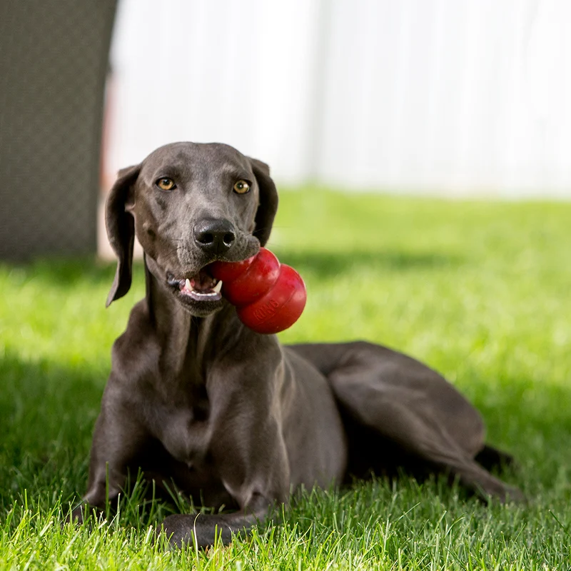 KONG Classic Cone Chew Toy for Dogs
