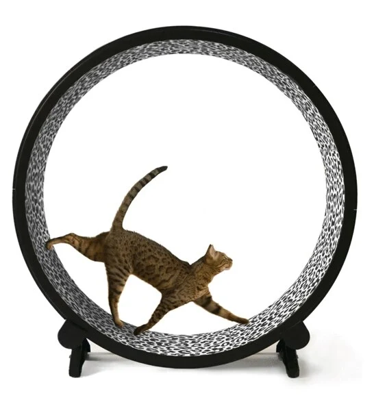 ONE FAST CAT Exercise Cat Wheel 5th Generation