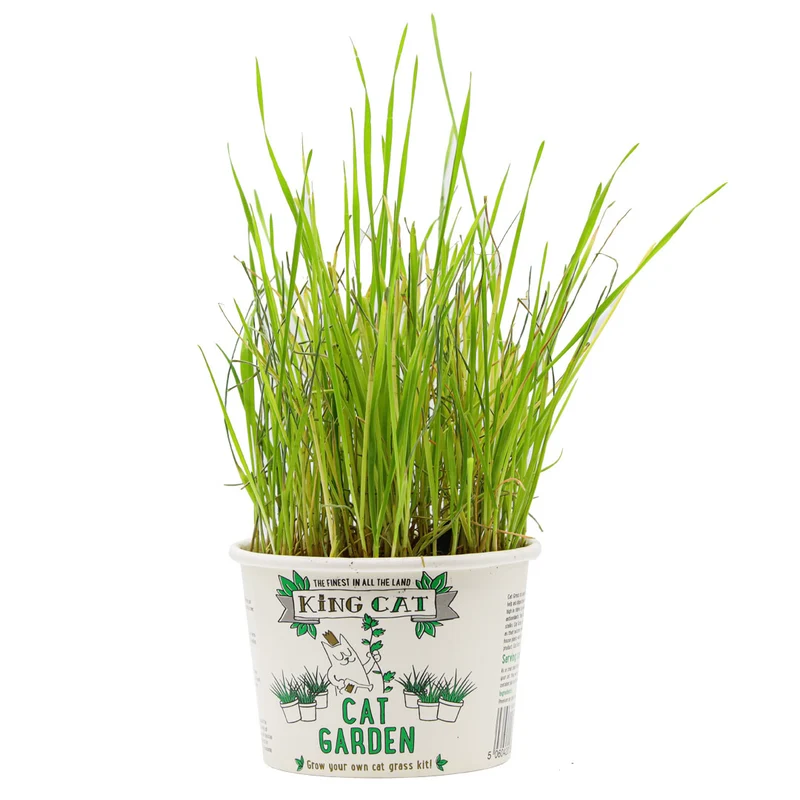 King Cat Garden Cat Grass 12G